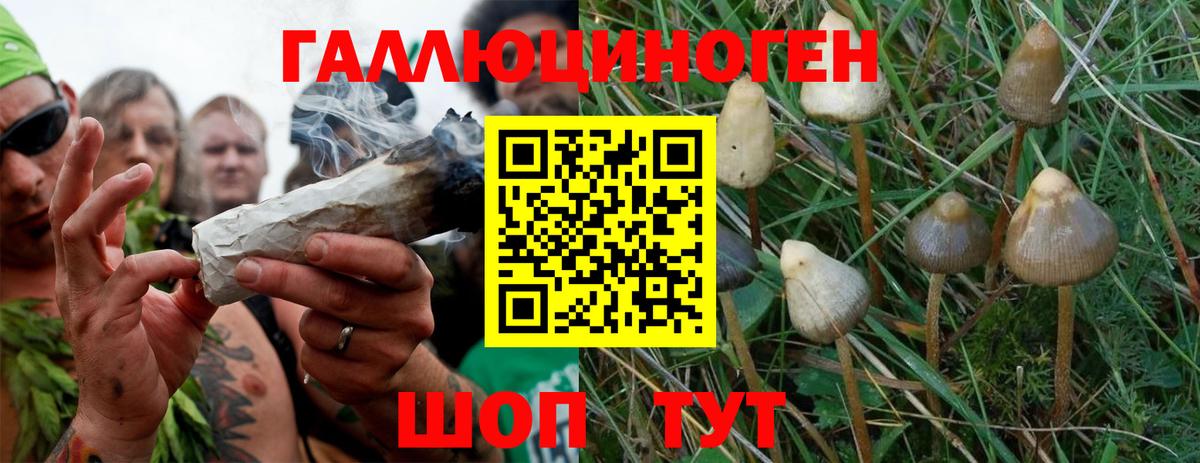 Псилоцибиновые грибы прущие грибы Свободный